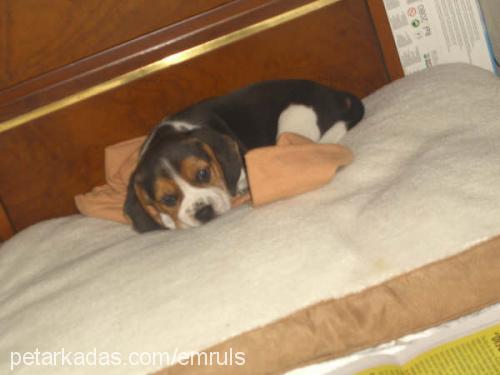 miço Erkek Beagle