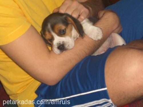 miço Erkek Beagle