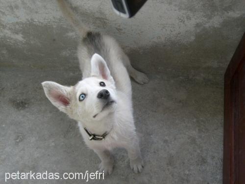 şila Dişi Sibirya Kurdu (Husky)