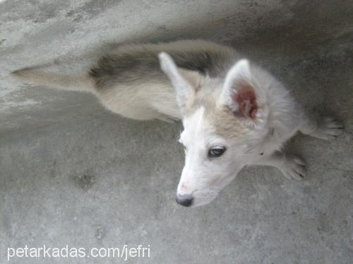 şila Dişi Sibirya Kurdu (Husky)