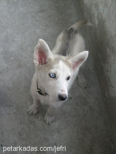 şila Dişi Sibirya Kurdu (Husky)