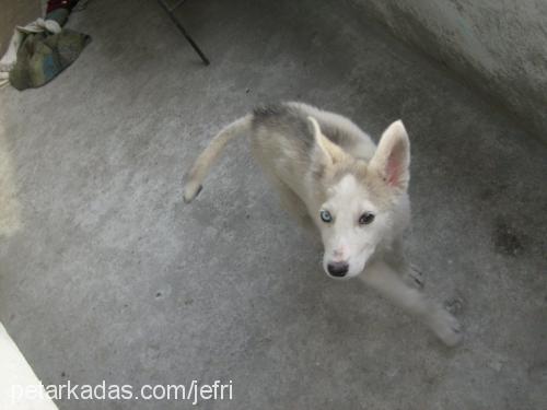 şila Dişi Sibirya Kurdu (Husky)