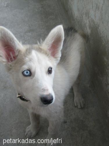 şila Dişi Sibirya Kurdu (Husky)