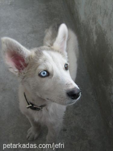 şila Dişi Sibirya Kurdu (Husky)