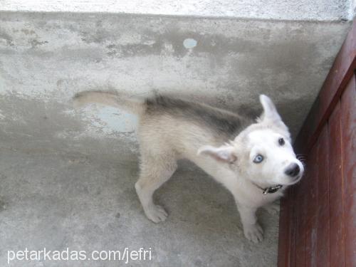 şila Dişi Sibirya Kurdu (Husky)