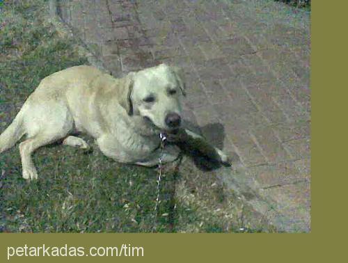 tim Erkek Labrador Retriever