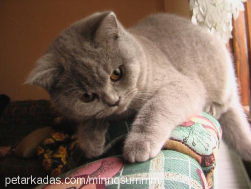 ..---minnoş---. Erkek British Shorthair