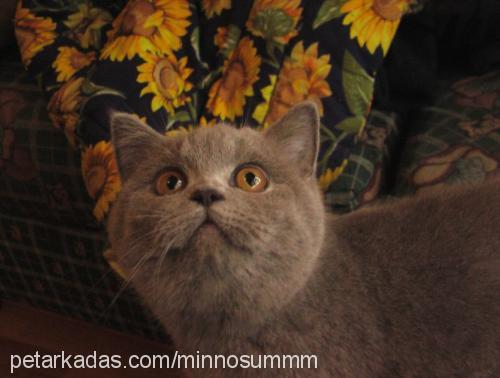 ..---minnoş---. Erkek British Shorthair