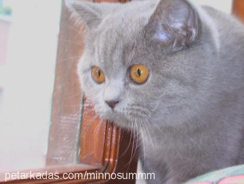 ..---minnoş---. Erkek British Shorthair