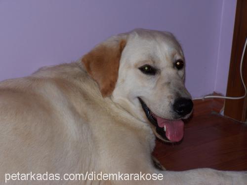 asya Dişi Labrador Retriever