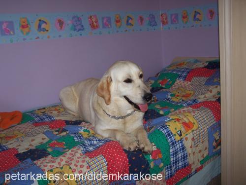 asya Dişi Labrador Retriever