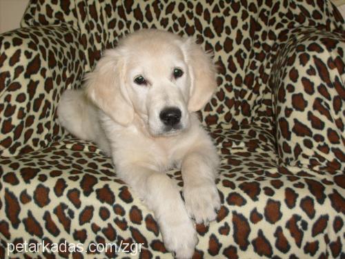 zagor Erkek Golden Retriever