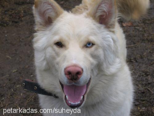 mavi Erkek Sibirya Kurdu (Husky)