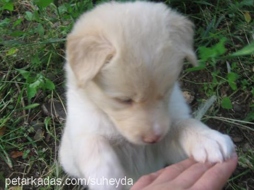 mavi Erkek Sibirya Kurdu (Husky)