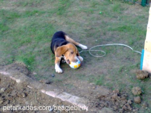 birdy Erkek Beagle