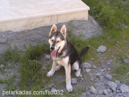 laydi Dişi Sibirya Kurdu (Husky)