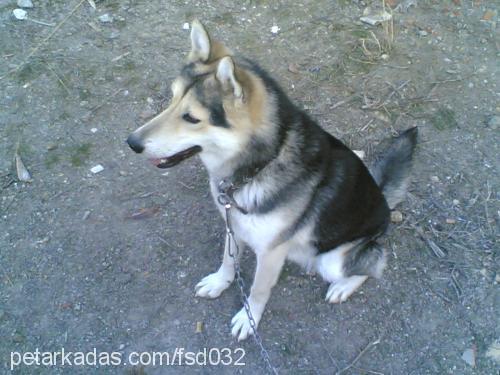 laydi Dişi Sibirya Kurdu (Husky)