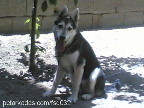 laydi Dişi Sibirya Kurdu (Husky)