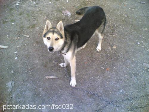 laydi Dişi Sibirya Kurdu (Husky)