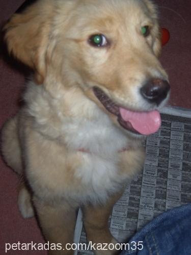 bal Dişi Golden Retriever