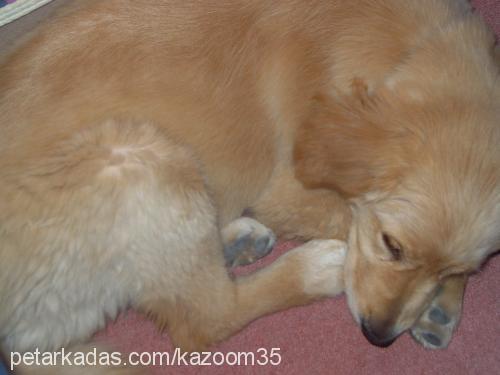 bal Dişi Golden Retriever