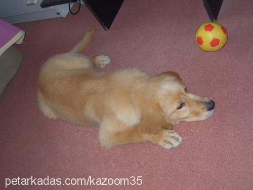 bal Dişi Golden Retriever