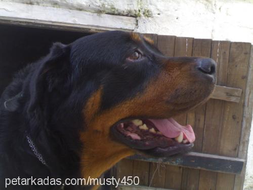 Çamur Dişi Rottweiler