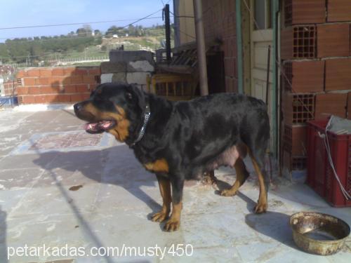 Çamur Dişi Rottweiler