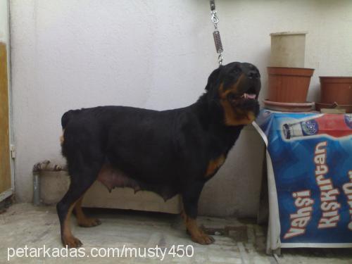 Çamur Dişi Rottweiler