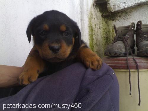 Çamur Dişi Rottweiler