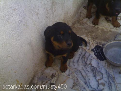 Çamur Dişi Rottweiler