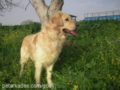 goody Erkek Golden Retriever