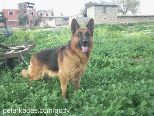 baran Erkek Alman Çoban Köpeği