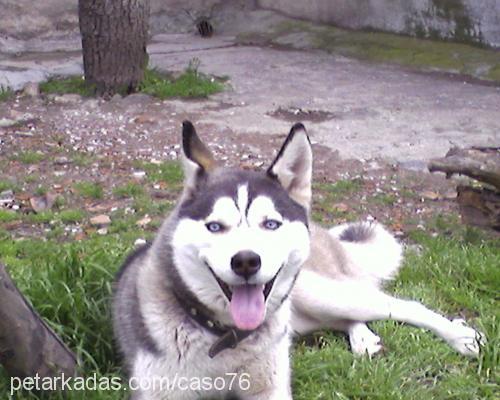 shiwa Dişi Sibirya Kurdu (Husky)