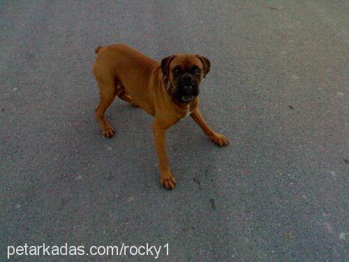 rocky Erkek Boxer