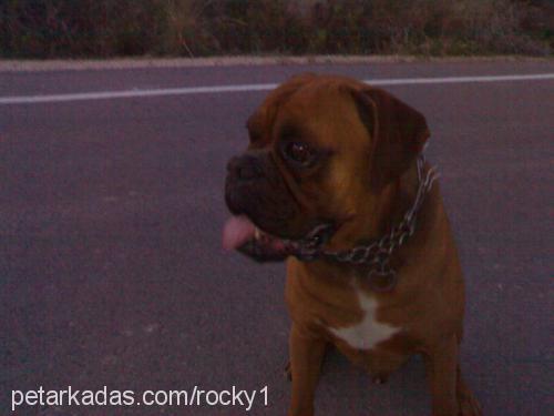 rocky Erkek Boxer