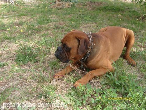 rocky Erkek Boxer