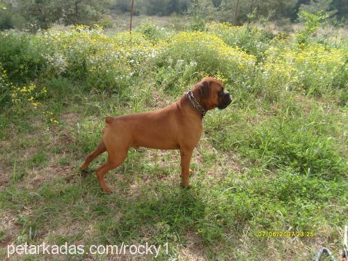 rocky Erkek Boxer