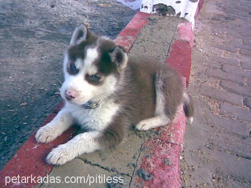 kurşun Erkek Sibirya Kurdu (Husky)