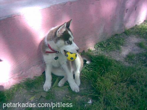 kurşun Erkek Sibirya Kurdu (Husky)