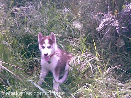 kurşun Erkek Sibirya Kurdu (Husky)