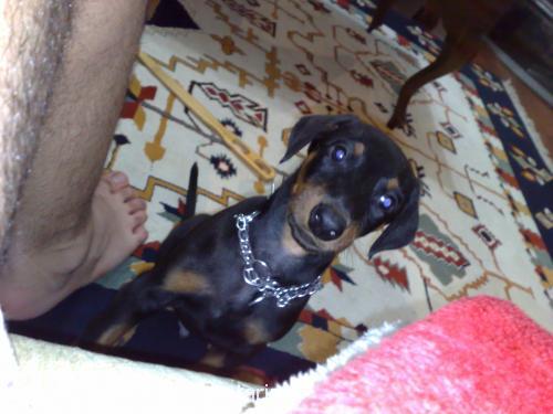 simbad Erkek Doberman Pinscher