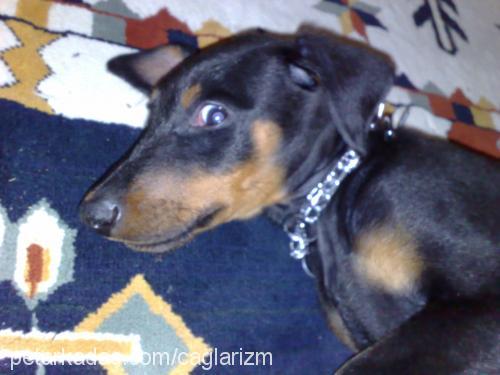 simbad Erkek Doberman Pinscher