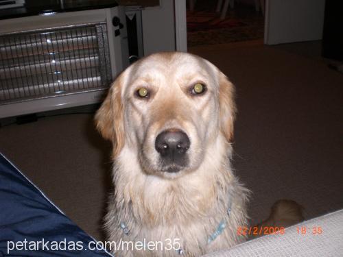 daİsy Dişi Golden Retriever