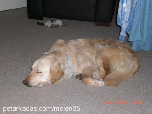 daİsy Dişi Golden Retriever