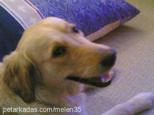 daİsy Dişi Golden Retriever