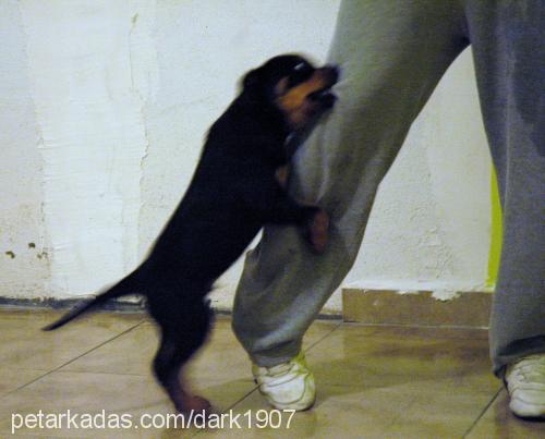 adonİs Erkek Rottweiler