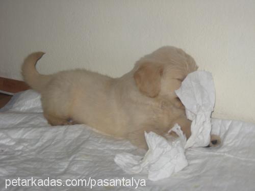 paşa Erkek Golden Retriever