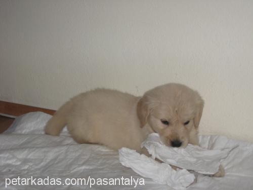 paşa Erkek Golden Retriever