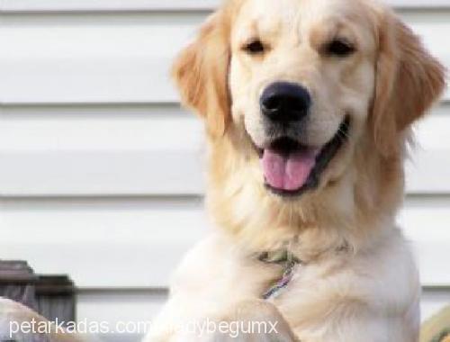 tramp Erkek Golden Retriever